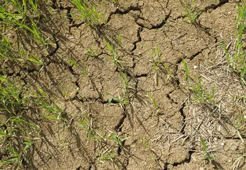  Terre craquelée dans un champ de céréales de printemps 