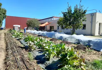 des légumes cultivés près d'une entreprise