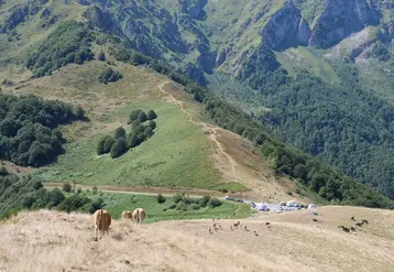 Animaux dans des estives dans les Pyrénées, avec la montagne visible derrière. 