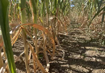 plants de maîs affectés par la canicule et la sécheress