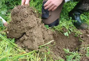 Structure d’une motte de sol sous un méteil riche en légumineuses.
