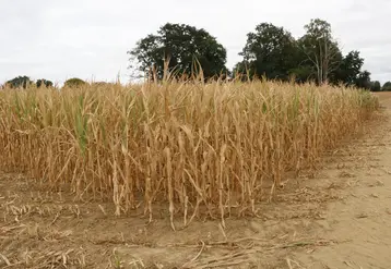  Maïs fourrage desséché pendant les canicules dans l’Orne  