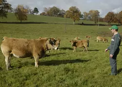 Jeune agriculteur devant son troupeau de vaches allaitantes.