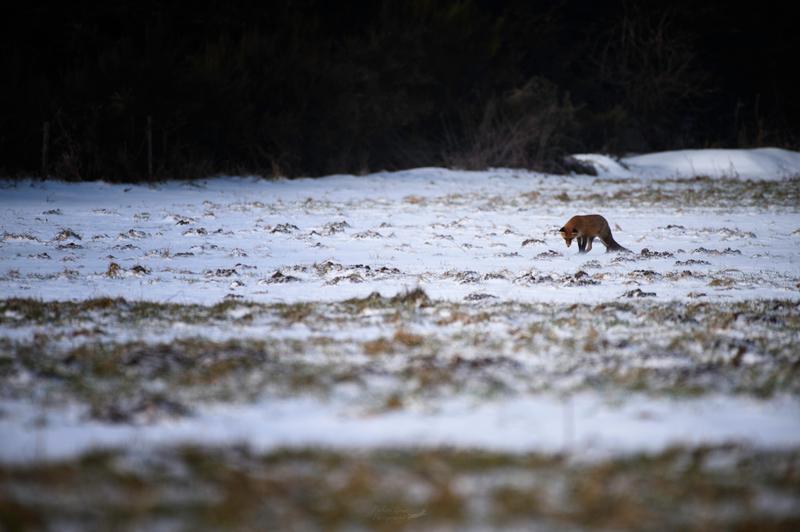 Le renard roux, consommateur hors pair de campagnols | TCS