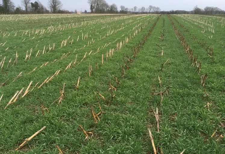 <em class="placeholder">Blé semé en direct derrière un maïs ensilage</em>