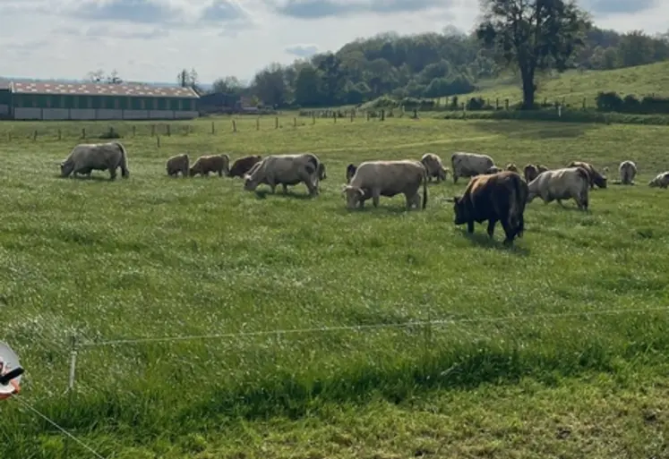 <em class="placeholder">Bovins en pâturage tournant dynamique</em>