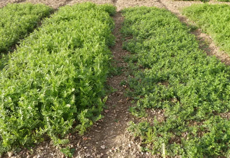 <em class="placeholder">Photo en station de sélection variétale montrant la grande différence que l’on peut avoir au sein d’une même espèce, ici de vesce commune.
À gauche, variété ...</em>