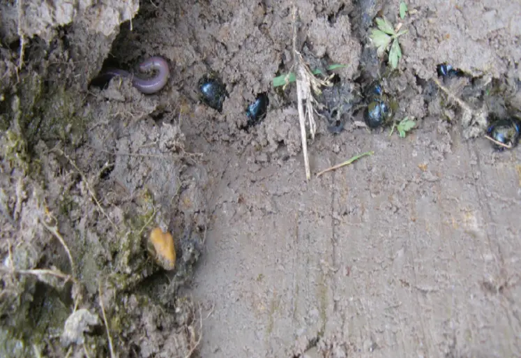 <em class="placeholder">Belle illustration de la présence, ensemble, de deux recycleurs de matières organiques : un ver de terre visible à gauche sur le cliché et des bousiers, à droite. Cette ...</em>