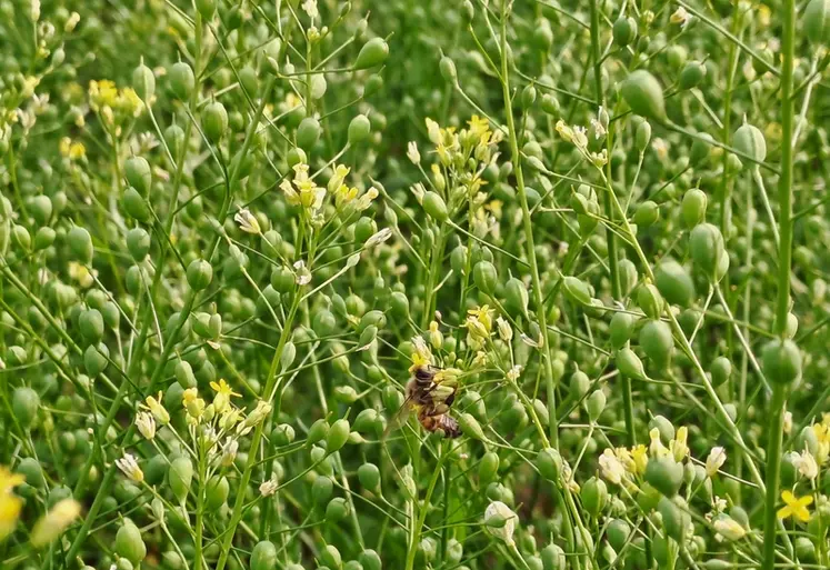 <em class="placeholder">La cameline, crucifère aux propriétés allélopathiques, peu sensible aux ravageurs, mellifère et bien adaptée aux conditions sèches.</em>