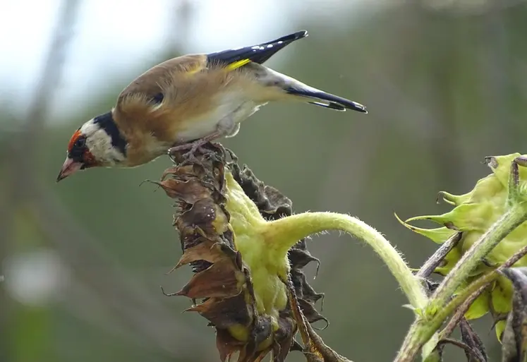 <em class="placeholder">Chardonneret sur tête de tournesol</em>