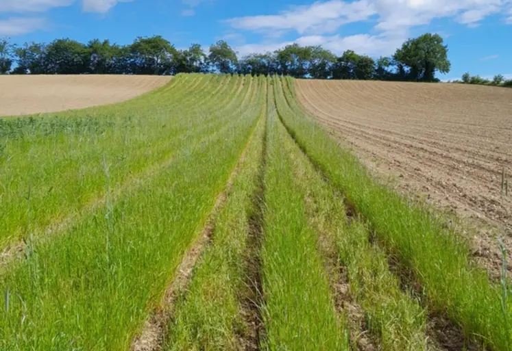 <em class="placeholder">Essai envahi par du ray-grass</em>