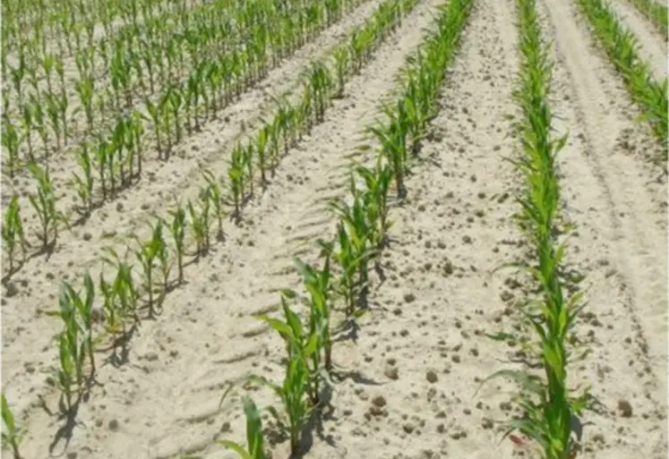 <em class="placeholder">Maïs en système labouré</em>