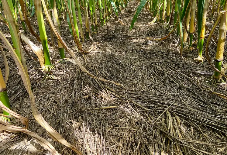 <em class="placeholder">Le type de mulch (sol paillé, couvert détruit au semis du maïs, couvert détruit un mois avant le semis) est comparé à un sol nu.</em>