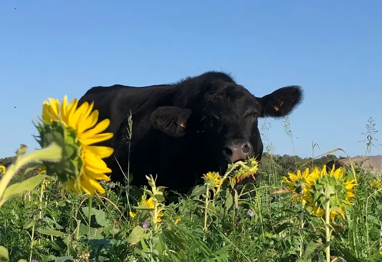 <em class="placeholder">Angus en pleine dégustation de tournesol lors d’un pâturage de couvert Biomax. </em>