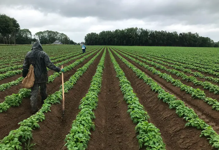<em class="placeholder">Cultiver la pomme de terre suppose un certain impact, disons même un impact certain, sur le sol. Même si on ne peut pas tout éviter, l’ACS apporte de bonnes solutions.</em>