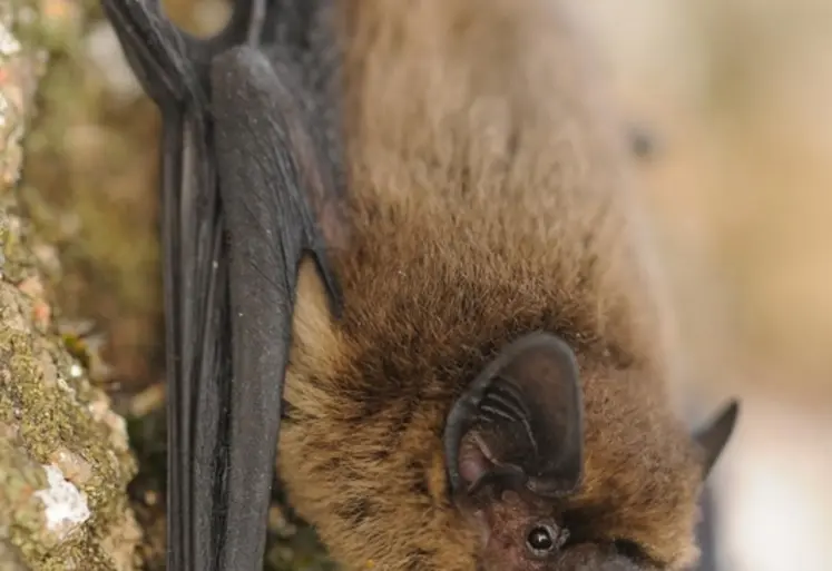 <em class="placeholder">Pipistrelle commune, espèce opportuniste qu’on trouve en milieu ouvert comme les milieux agricoles mais aussi en milieu urbain ou encore en zone boisée. </em>
