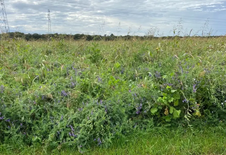 <em class="placeholder">Le rapport carbone/azote (C/N) des couverts et des cultures a un impact non négligeable sur le stockage de matières organiques du sol. Contrairement aux idées reçues, ...</em>