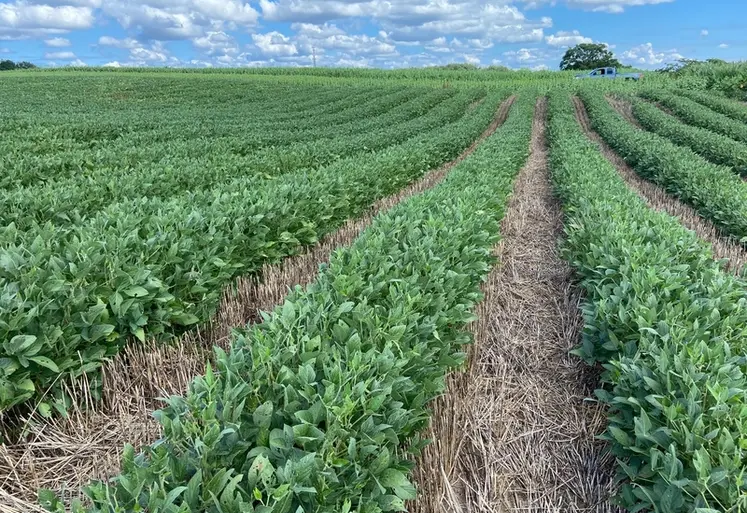 <em class="placeholder">Depuis une dizaine d’années, des ACSistes pionniers expérimentent 
et développent le relay cropping aux États-Unis avec principalement un enchaînement blé/soja. Même ...</em>