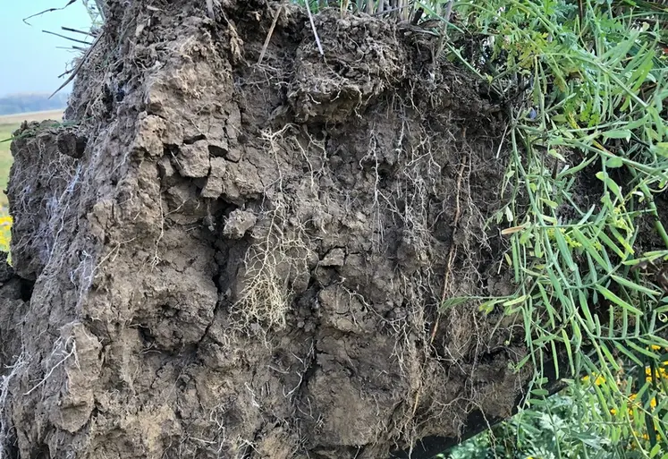 <em class="placeholder">Mini-profil de sol dans le Jura</em>