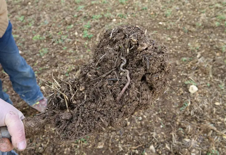 <em class="placeholder">lombric dans un prélèvement de sol à la bêche sur parcelle menée en non labour et en agriculture biologique dans l'Yonne en hiver</em>
