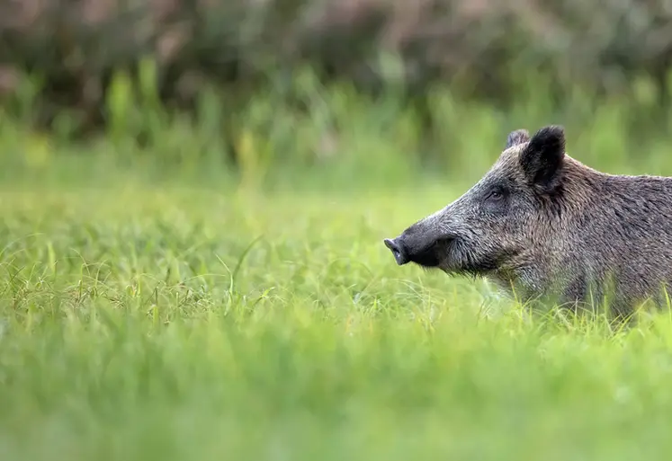 <em class="placeholder">Sanglier</em>