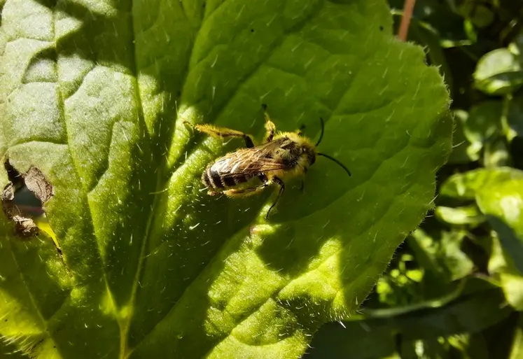<em class="placeholder">Abeille sauvage Andrena flavipes</em>