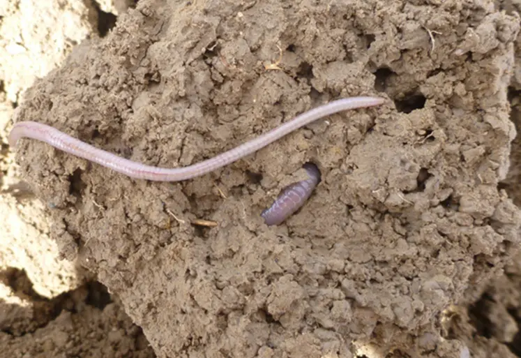 <em class="placeholder">Vers de terre anéciques et galeries</em>