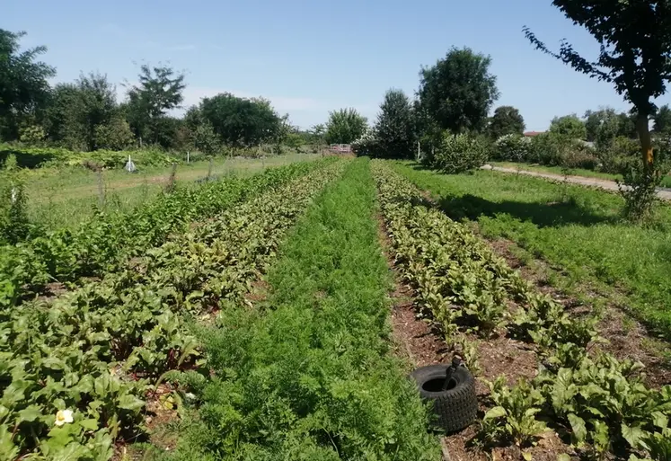 <em class="placeholder">Carottes et betteraves semées en direct sur compost de déchets verts</em>