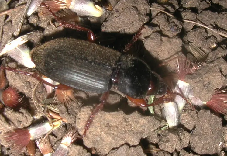 <em class="placeholder">Carabe Pseudophonus rufipes</em>