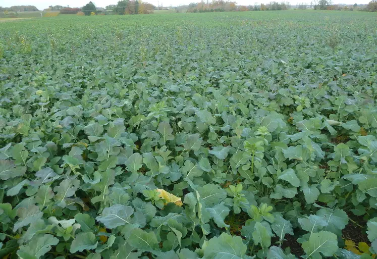 <em class="placeholder">Colza associé</em>