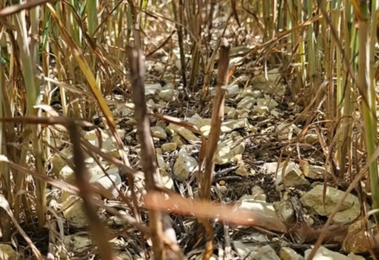 <em class="placeholder">Blé ressemé dans les inter rangs d'un millet</em>