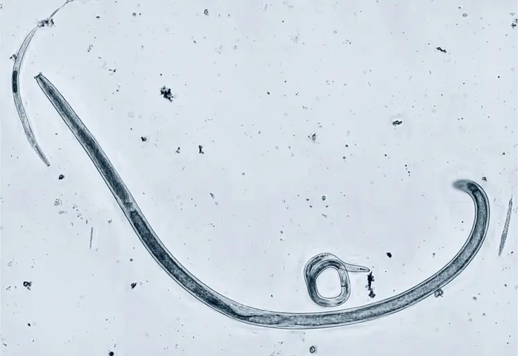 <em class="placeholder">Nématodes</em>