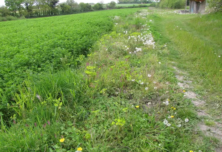 <em class="placeholder">Bande fleurie en bordure de luzerne</em>