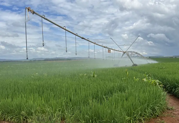 <em class="placeholder">Riz irrigué sous pivot au Brésil</em>