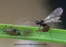 <em class="placeholder">Individu d’« Aphidius avenae », parasitoïde, prêt à pondre
dans le corps d’un puceron.</em>