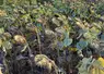 <em class="placeholder">Tournesol le 11/10/2021, Charente-Maritime en précédent orge,
semis 18/07/2021.</em>