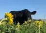 <em class="placeholder">Angus en pleine dégustation de tournesol lors d’un pâturage de couvert Biomax. </em>
