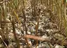 <em class="placeholder">Blé ressemé dans les inter rangs d'un millet</em>