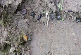 <em class="placeholder">Belle illustration de la présence, ensemble, de deux recycleurs de matières organiques : un ver de terre visible à gauche sur le cliché et des bousiers, à droite. Cette ...</em>