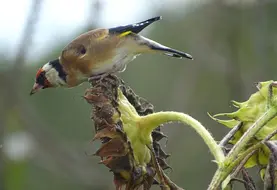 <em class="placeholder">Chardonneret sur tête de tournesol</em>