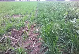 <em class="placeholder">Comparaison entre un blé associé à une féverole à droite et un blé seul à gauche</em>