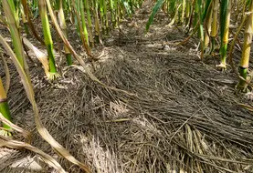 <em class="placeholder">Le type de mulch (sol paillé, couvert détruit au semis du maïs, couvert détruit un mois avant le semis) est comparé à un sol nu.</em>