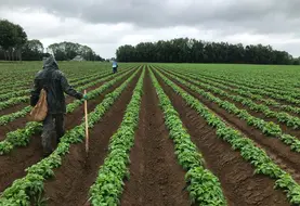 <em class="placeholder">Cultiver la pomme de terre suppose un certain impact, disons même un impact certain, sur le sol. Même si on ne peut pas tout éviter, l’ACS apporte de bonnes solutions.</em>