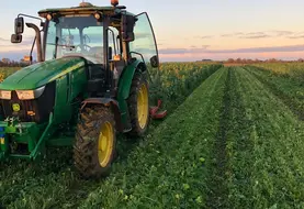 <em class="placeholder">Le broyage d’un colza associé est une opération aux vertus agronomiques mais impactante sur les espèces animales, vertébrés et invertébrés.</em>