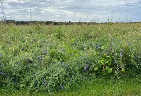 <em class="placeholder">Le rapport carbone/azote (C/N) des couverts et des cultures a un impact non négligeable sur le stockage de matières organiques du sol. Contrairement aux idées reçues, ...</em>
