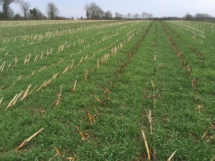 <em class="placeholder">Blé semé en direct derrière un maïs ensilage</em>