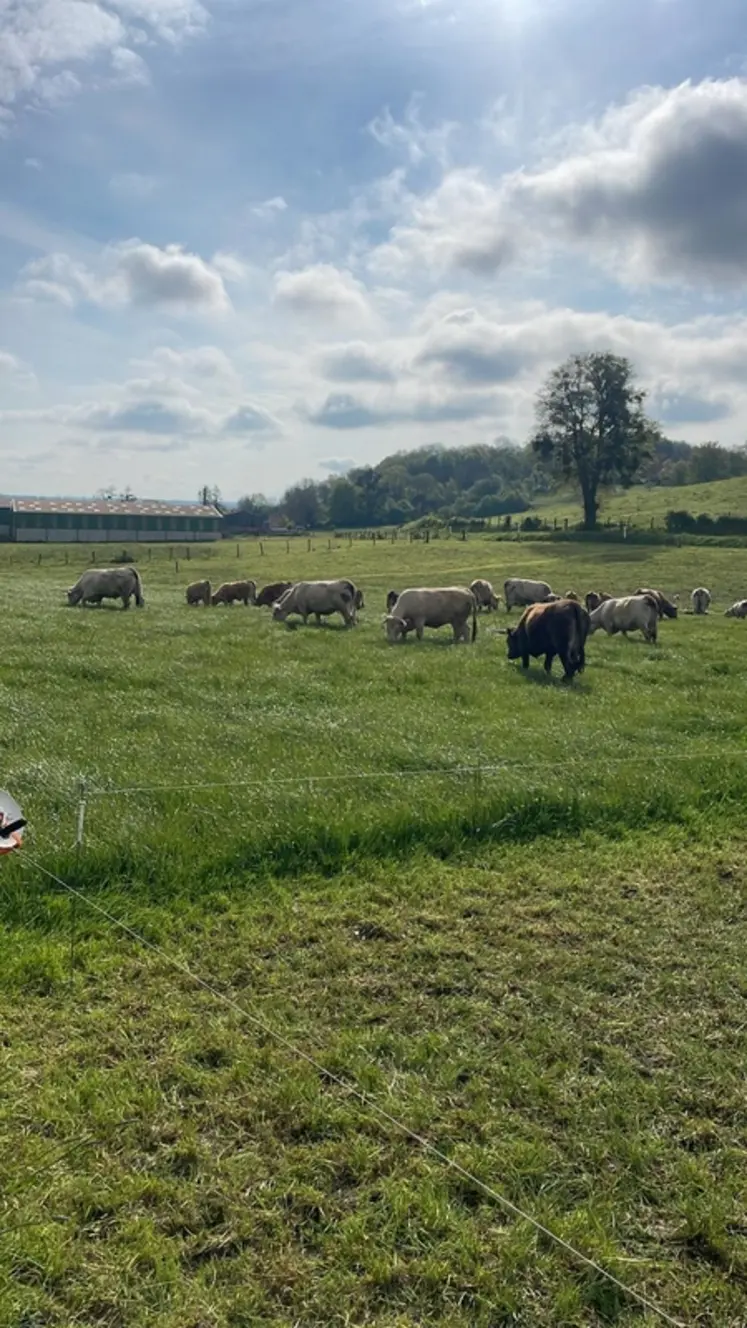 <em class="placeholder">Bovins en pâturage tournant dynamique</em>