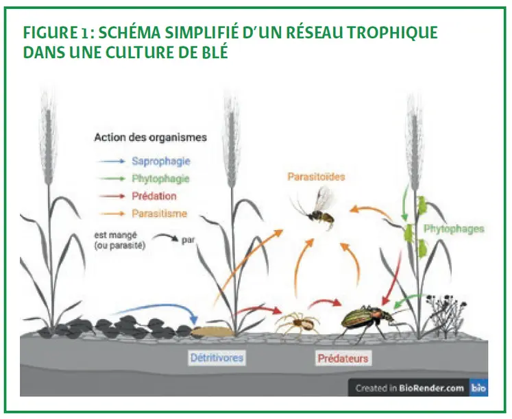 <em class="placeholder">Schéma simplifié d'un réseau trophique dans une culture de blé.</em>