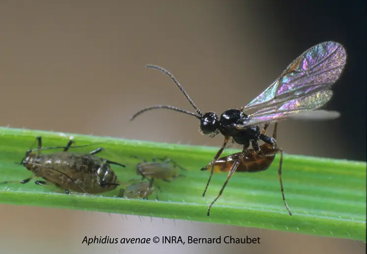 <em class="placeholder">Individu d’« Aphidius avenae », parasitoïde, prêt à pondre
dans le corps d’un puceron.</em>