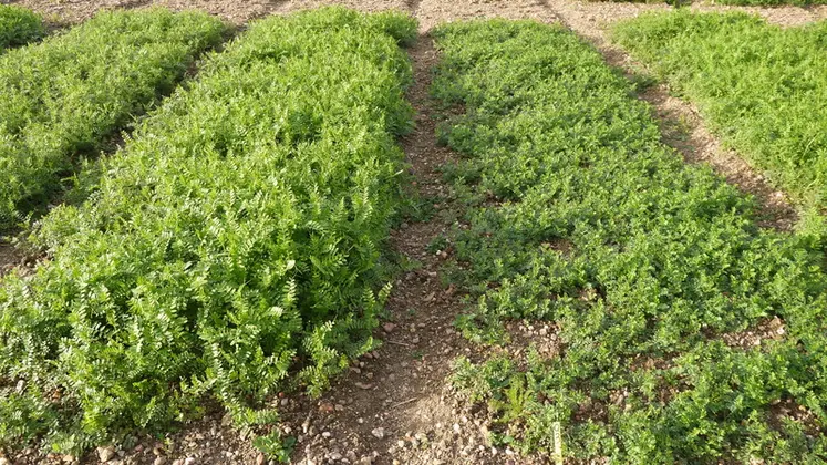 <em class="placeholder">Photo en station de sélection variétale montrant la grande différence que l’on peut avoir au sein d’une même espèce, ici de vesce commune.
À gauche, variété ...</em>